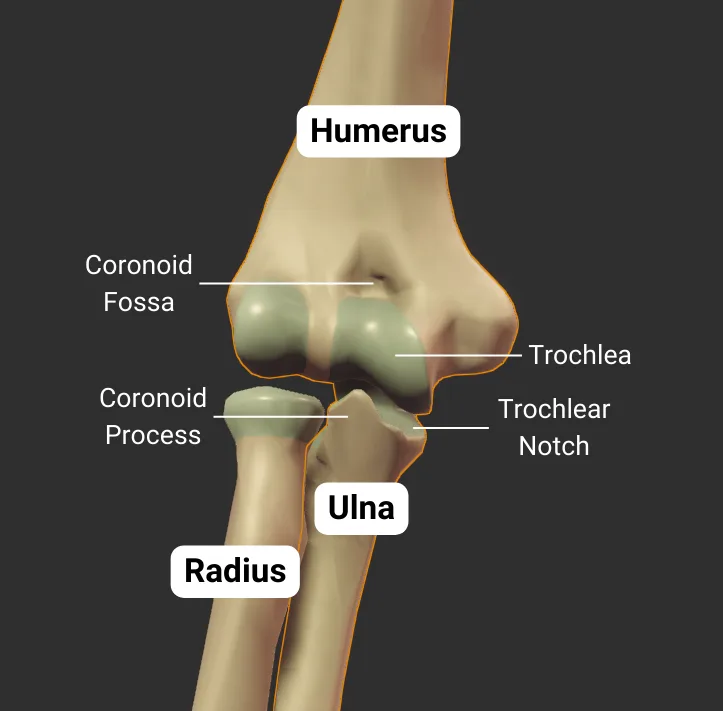 Humeroulnar Joint - anterior - default